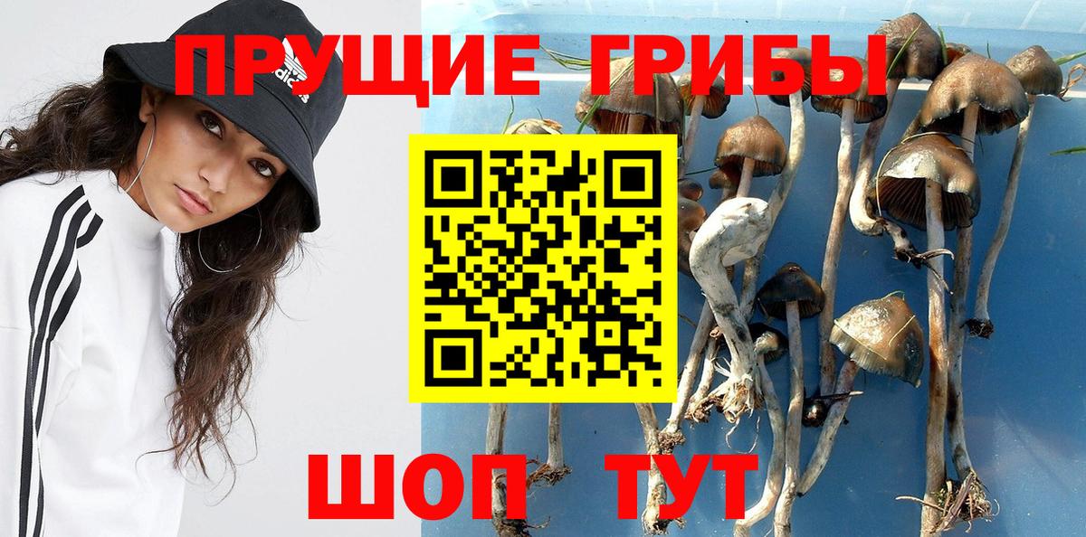даркнет сайт  Вход с VPN  Шелехов  Галлюциногенные грибы Psilocybe 